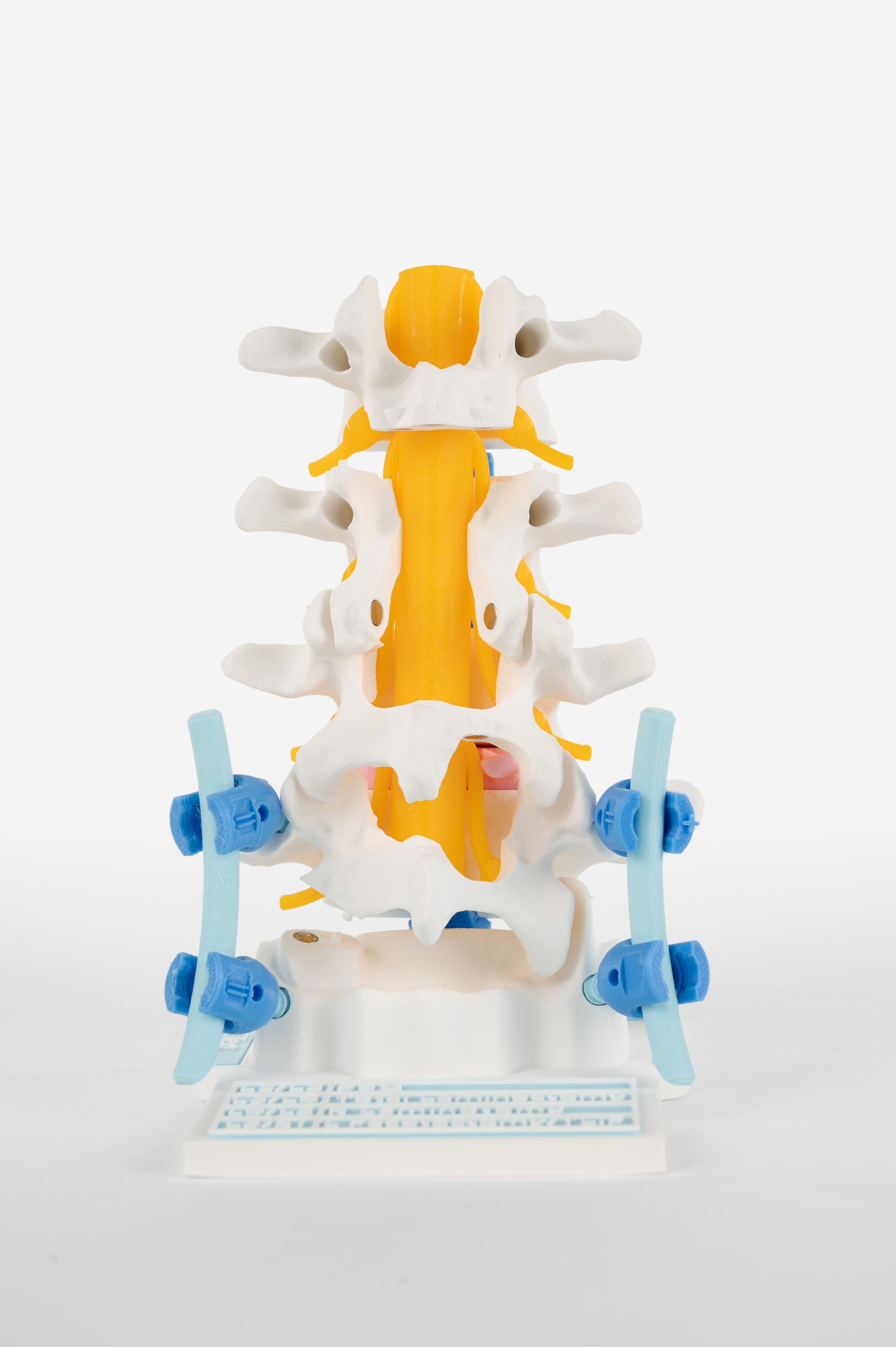 Spinal Cord
