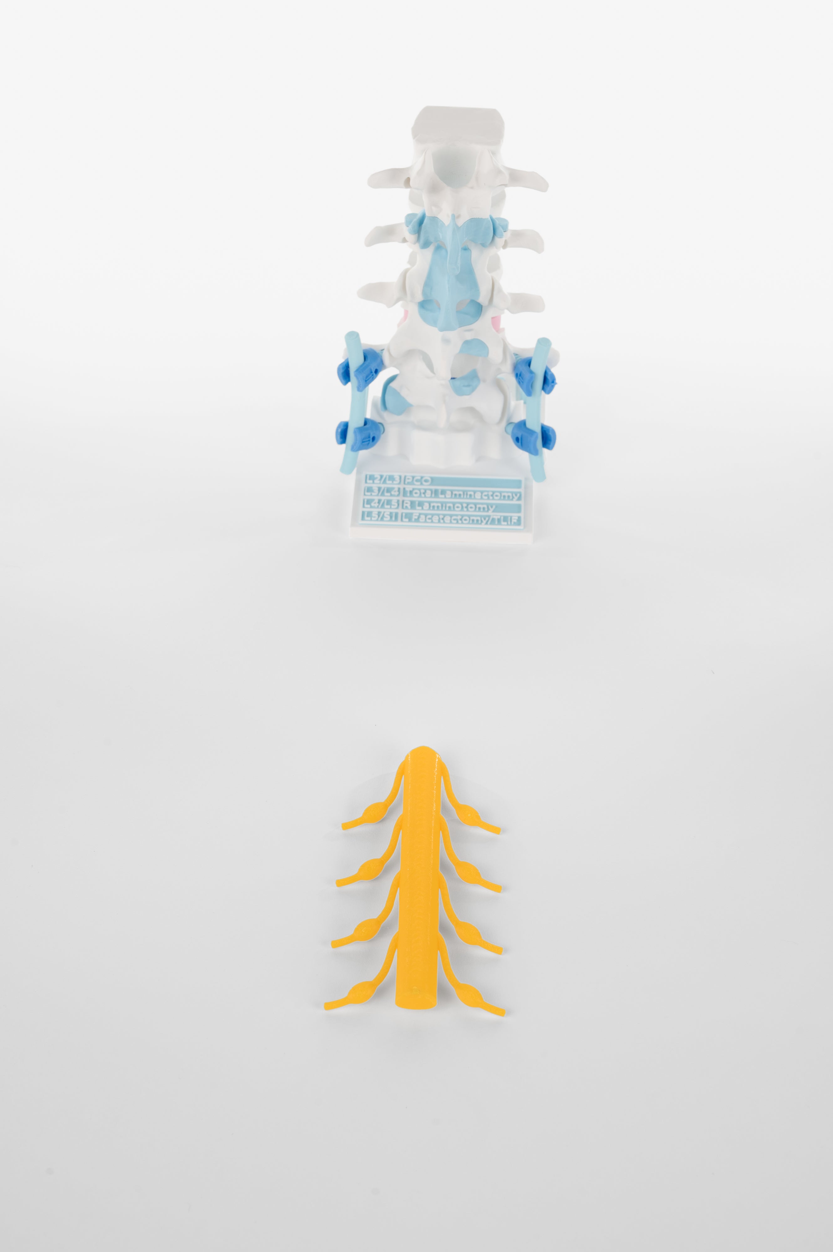 Spinal Cord – Demospine