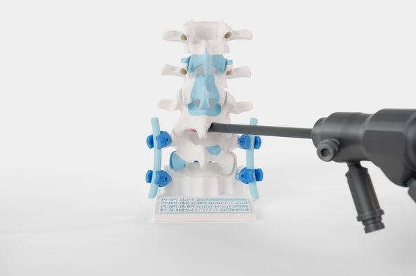 Intervertebral Disc with Surgical Demonstration