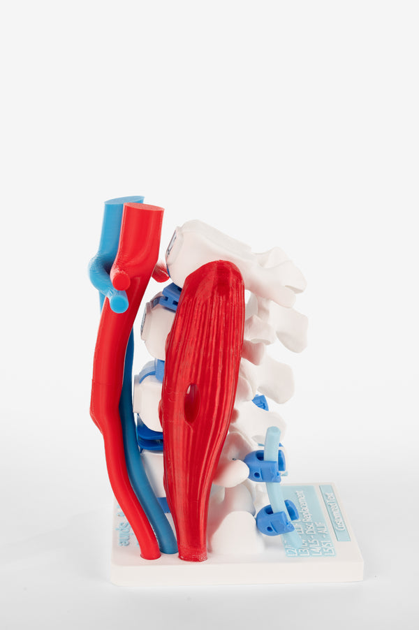 Spine Anatomy with Surrounding Muscles