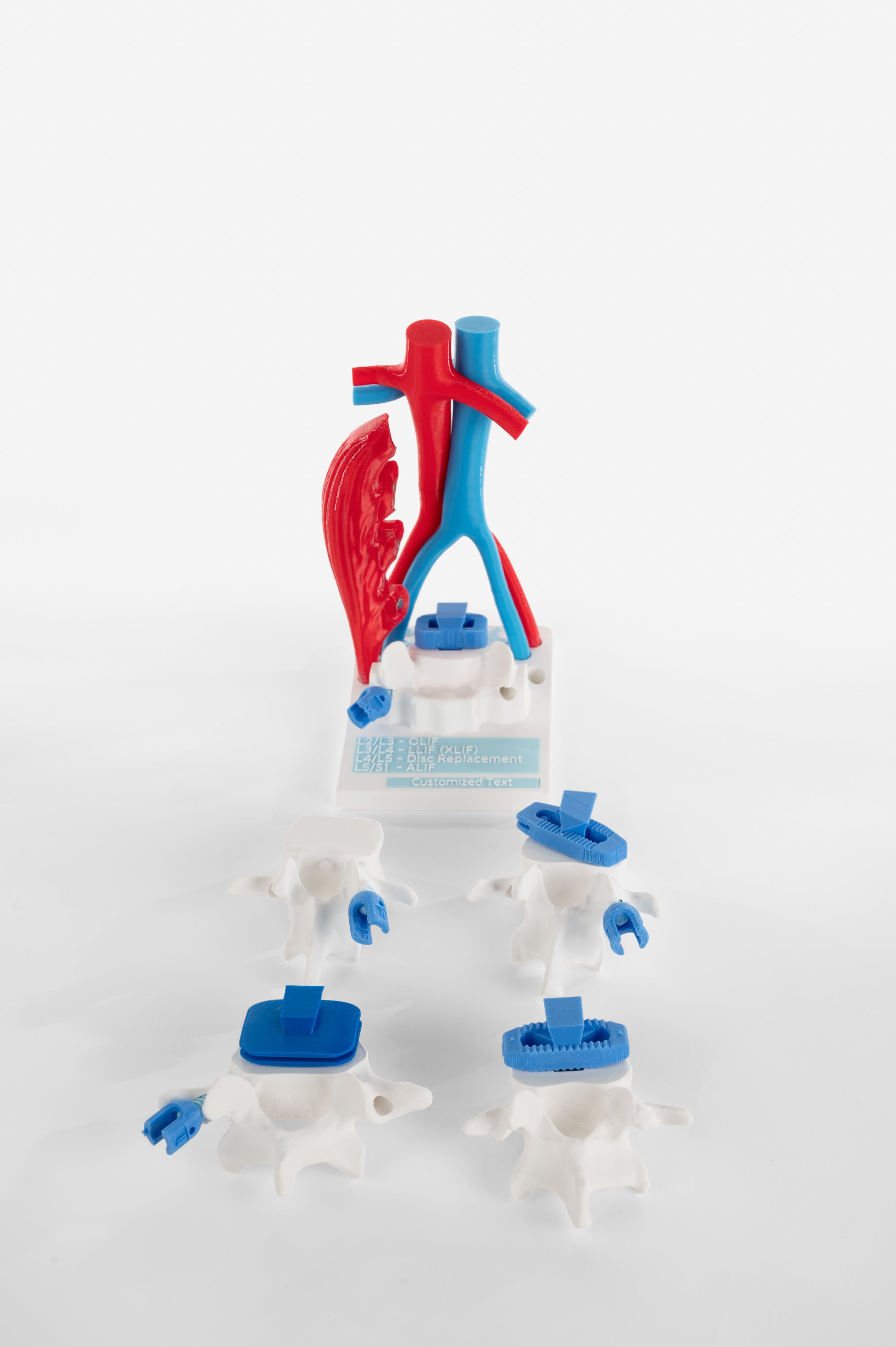 Anterior Lumbar Surgery Model