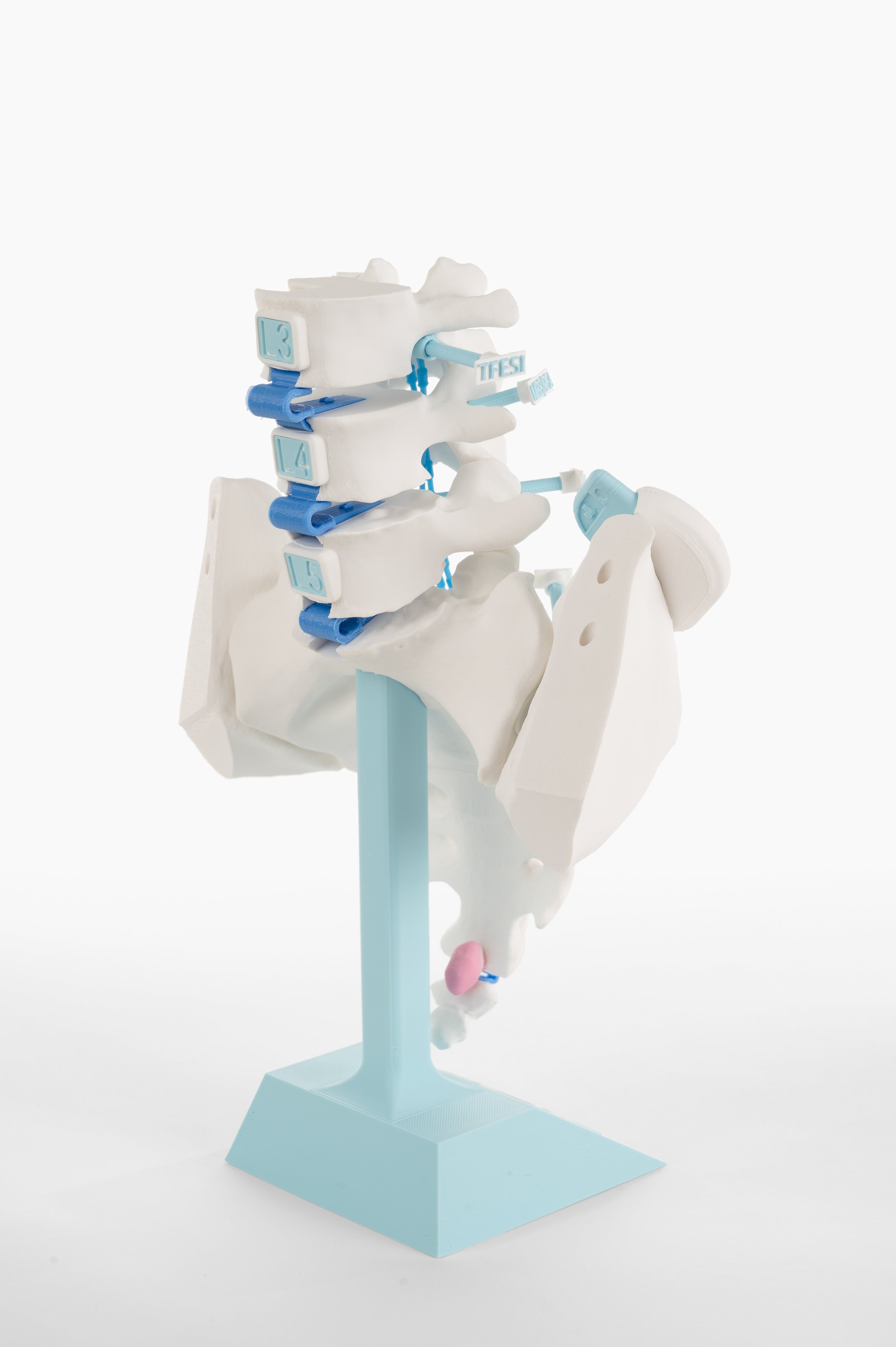 Lumbar Pain Model