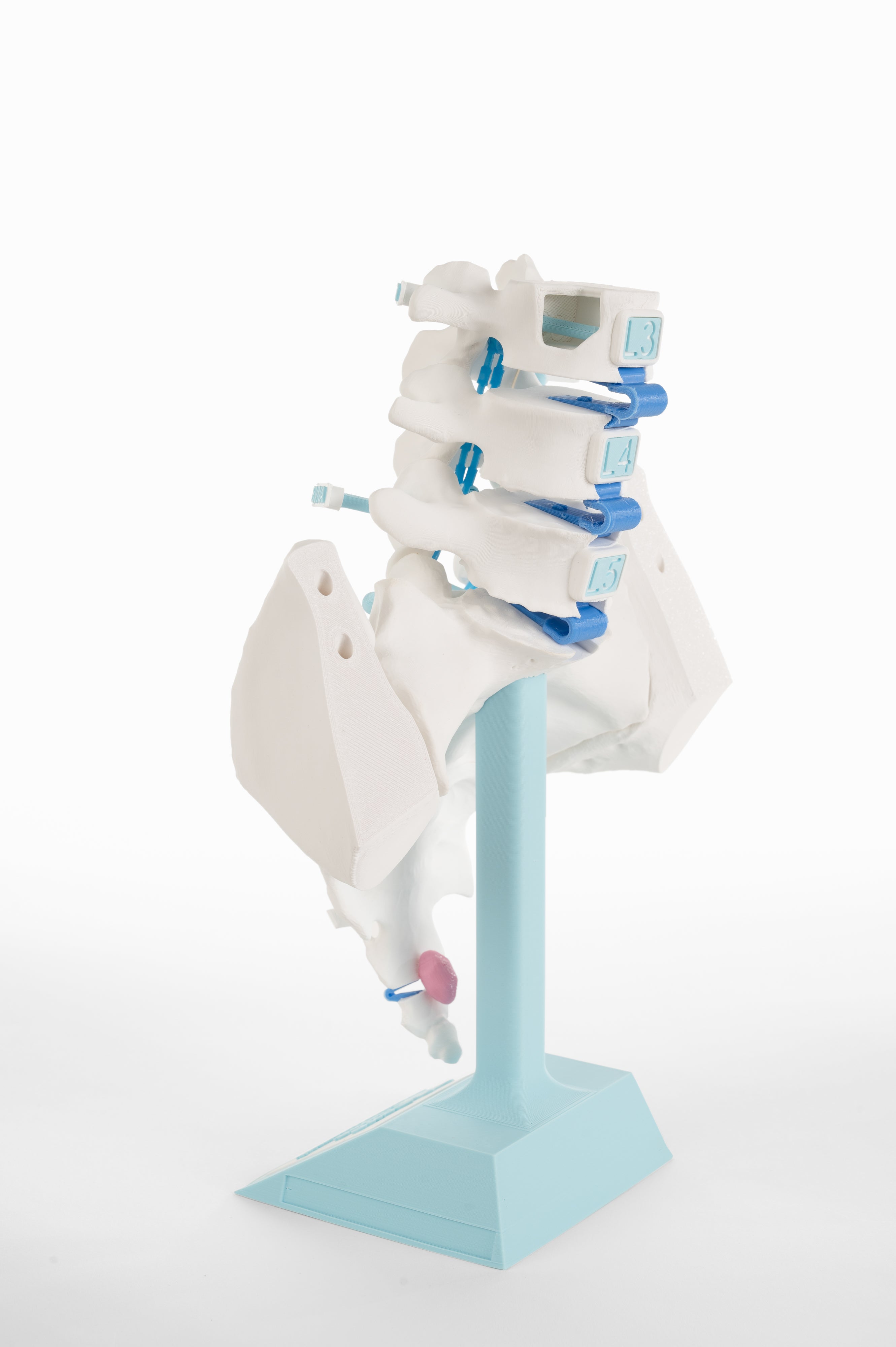 Lumbar Pain Model
