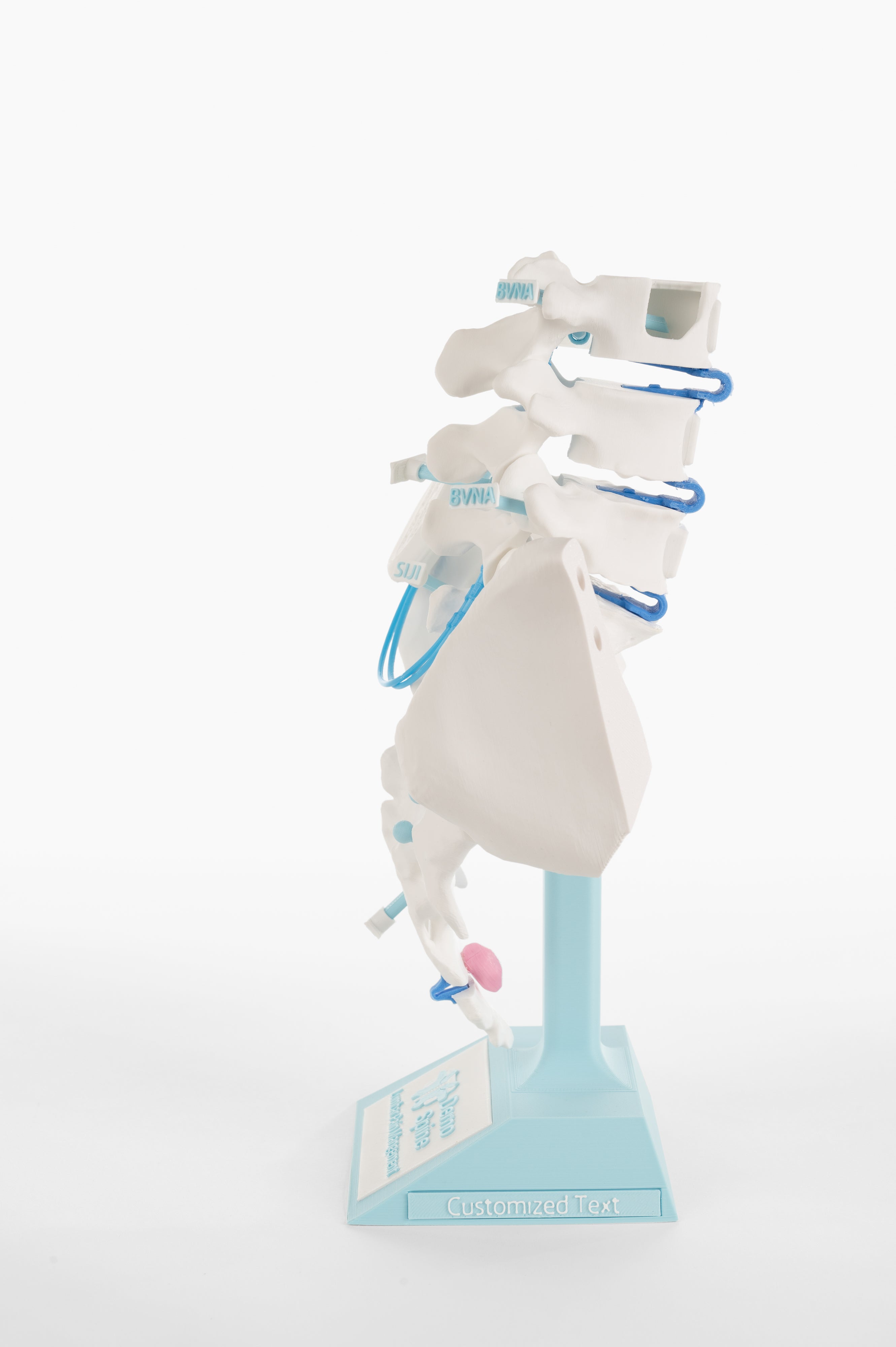 Lumbar Pain Model